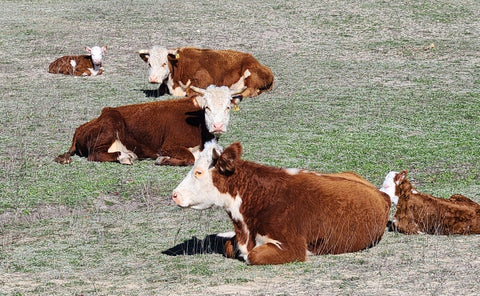 Half Calf vs Half Cow. What you need to know and why you should ask questions - Half Calf