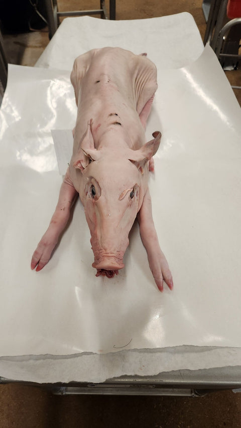 Texas Wild Boar Roasters - Half Calf