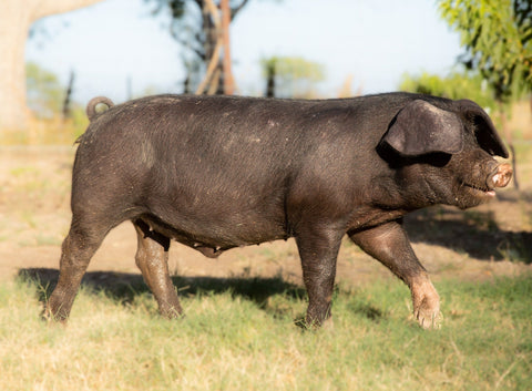 Pastured Heritage Pork - Half Calf